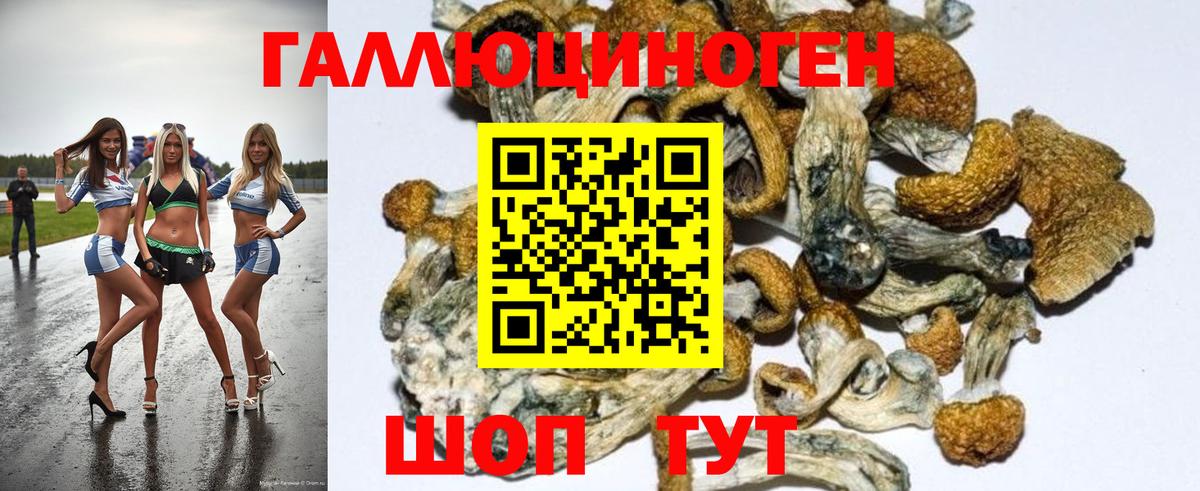 Псилоцибиновые грибы Psilocybe Курчалой