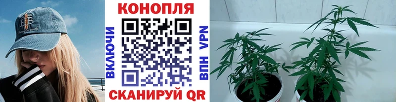 Канабис марихуана  Курчалой 